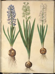 Hyacinthus Orientalis (Common Hyacinth)