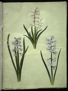 Hyacinthus orientalis (Common Hyacinth)