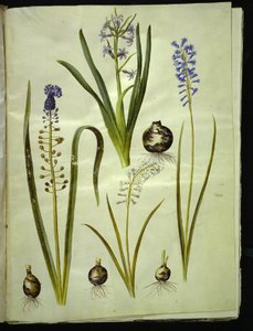 Hyacinthus orientalis (Common Hyacinth); Muscari comosum (Tassel Hyacinth); Brimeura amethystina (Pyrenean Hyacinth)