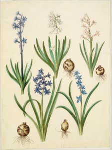 Hyacinthus orientalis (Common Hyacinth); Scilla amoena (Sky-blue Squill)