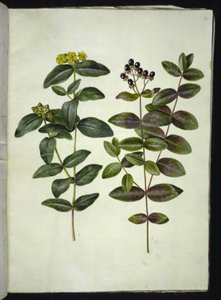 Hypericum androsaemum (tutsan) by Hans Simon Holtzbecker