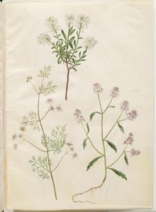 Iberis sempervirens; Coriandrum sativum; Iberis amara