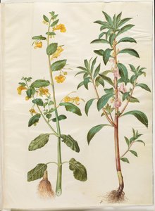 Impatiens noli-tangere (Touch-me-not Balsam); Impatiens balsamina (Garden Balsam)