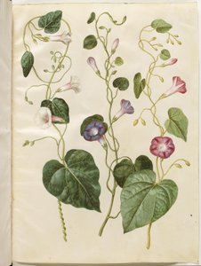 Ipomoea purpurea