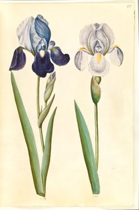 Iris ×germanica or Iris ×sambucina (?) (Garden Iris or Elder Iris); Iris ×germanica (Garden Iris)