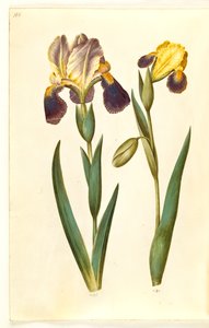 Iris ×germanica or Iris ×sambucina (Garden Iris or Elder Iris); Iris variegata (Variegated Iris)