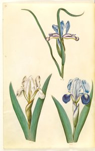 Iris graminea (Grass-leaved Iris); Iris lutescens or Iris pumila (?) (Dwarf Iris or Low Iris)