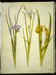 Iris graminea (grass-leaved iris); Iris sibirica (Siberian iris); Iris pseudacorus (yellow iris)