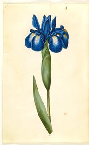 Iris latifolia (English Iris) by Hans Simon Holtzbecker