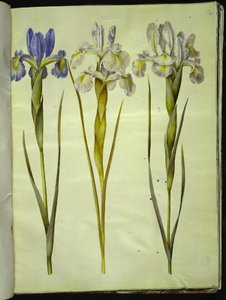 Iris latifolia (English iris)