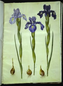 Iris latifolia (English Iris)