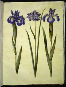 Iris latifolia; Iris sibirica by Hans Simon Holtzbecker