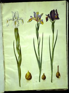 Iris latifolia (English Iris); Iris xiphium (Spanish Iris)