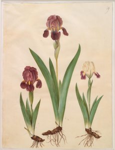 Iris ×lurida (Iris Hybrid)