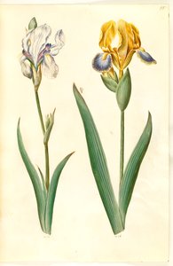 Iris Pallida (Pale Iris); Iris Variegata (Variegated Iris) by Hans Simon Holtzbecker