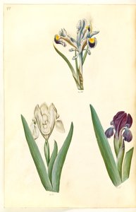 Iris persica (Persian Iris); Iris lutescens or Iris pumila (?) (Dwarf Iris or Low Iris)