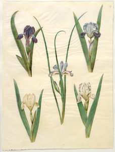 Iris pumila or Iris lutescens; Iris graminea