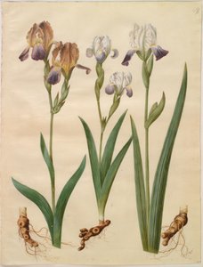 Iris ×sambucina; Iris ×amoena