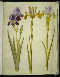 Iris ×sambucina (Elder Iris); Iris latifolia (English Iris)