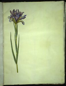 Iris xiphium (Spanish iris) by Hans Simon Holtzbecker