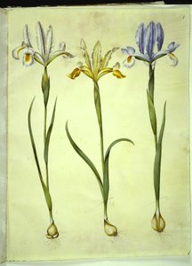 Iris xiphium (Spanish Iris) or Iris latifolia (English Iris); Iris xiphium (Spanish Iris)