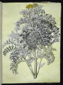 Jacobaea maritima (silver ragwort)