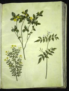 Jasminum odoratissimum; Jasminum fruticans; Jasminum grandiflorum