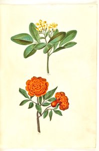 Jasminum Odoratissimum (Sweet Jasmine); Punica Granatum (Pomegranate)