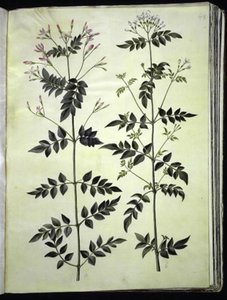 Jasminum officinale (common jasmine) by Hans Simon Holtzbecker