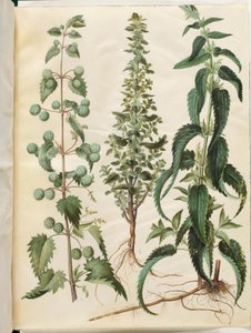 Urtica pilulifera (Roman Nettle); Urtica urens (Small Nettle); Urtica dioica (Large Nettle)