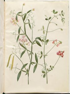 Lathyrus sylvestris; Lathyrus tuberosus