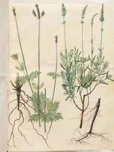 Lavandula multifida; Lavandula angustifolia