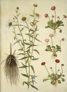 Leucanthemum vulgare (Oxeye Daisy); Bellis perennis (Common Daisy)