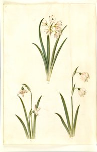 Leucojum Aestivum (Summer Snowflake); Galanthus Nivalis (Common Snowdrop); Leucojum Vernum (Spring Snowflake)