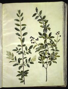 Ligustrum Vulgare (Common Privet)