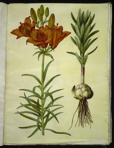 Lilium Bulbiferum (Fire Lily)