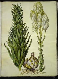 Lilium Candidum (Madonna Lily)