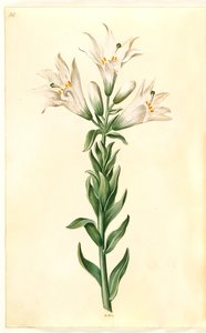 Lilium Candidum (Madonna Lily)