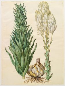 Lilium candidum monstrosum