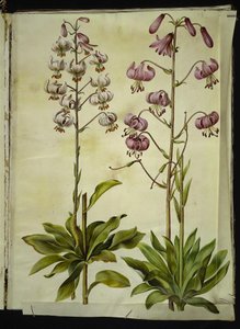 Lilium Martagon (Martagon Lily)