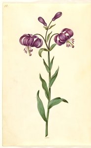 Lilium martagon (Martagon Lily)