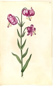 Lilium martagon (Martagon Lily)