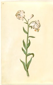 Lilium Martagon