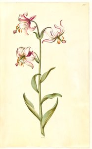 Lilium martagon (martagon lily)