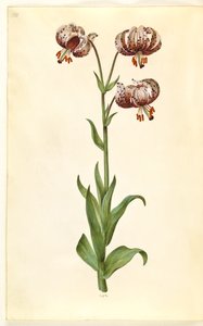 Lilium Martagon (Martagon Lily)