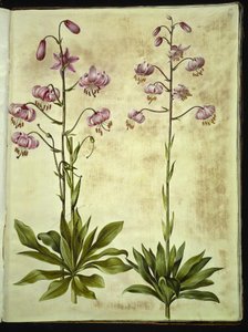 Lilium martagon