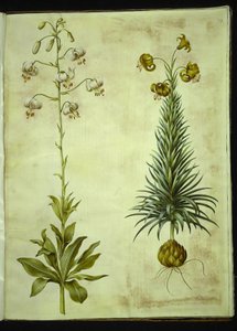 Lilium martagon (Martagon Lily); Lilium pyrenaicum (Pyrenean Lily)