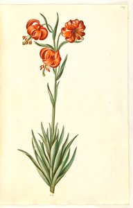 Lilium pomponium (pompon lily)