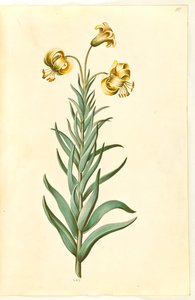 Lilium pyrenaicum (Pyrenean Lily)