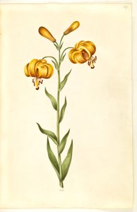 Lilium pyrenaicum (Pyrenean Lily)